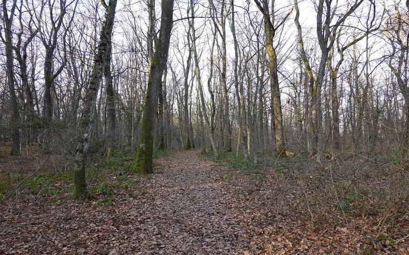 Désamiantage à Plan-les-Ouates — bois du Milly
